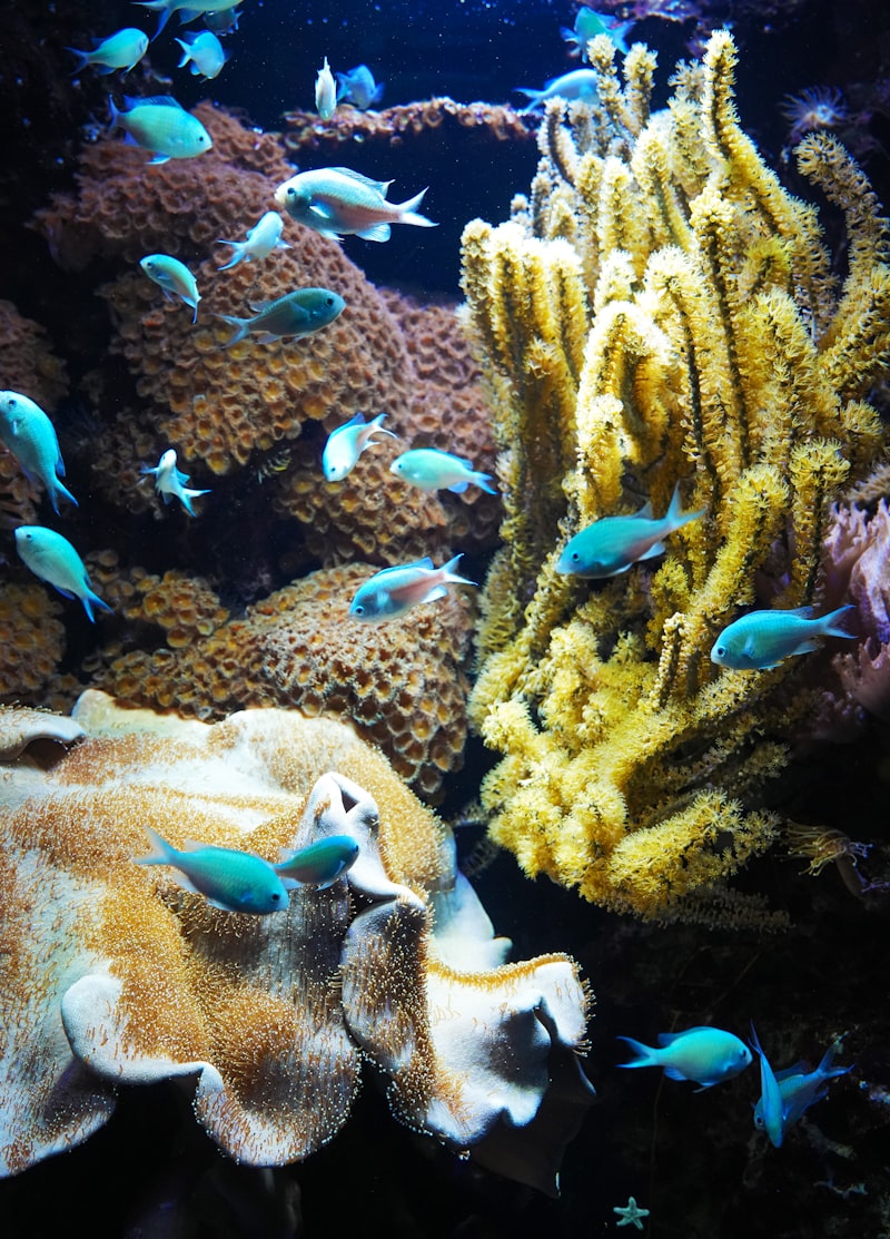 Underwater environment concept art